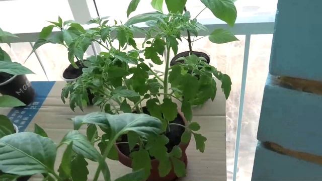 На рассаде появились бутоны