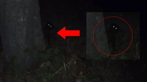 Страшное существо снят на камеру и загадочное животное пряталось