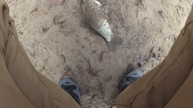 Первый Карась - Весна 2026