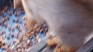 белки дикие