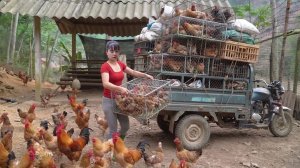 Сбор урожая на ферме. Для перевозки большого количества кур на рынок использую трехколесный грузовик