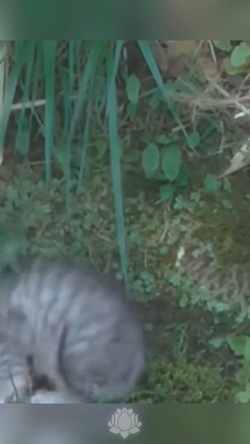 Очевидец увидел котенка, который оказался в беде и сообщил об этом спасателям!