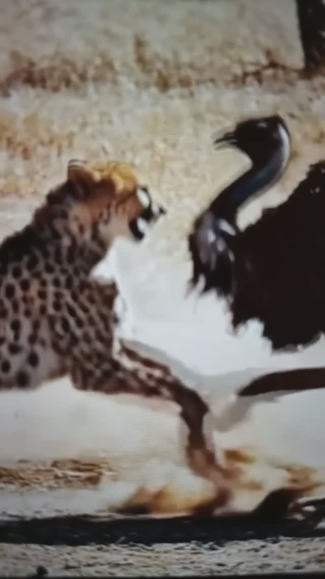 Встреча гепарда со Страусом😳#Shorts