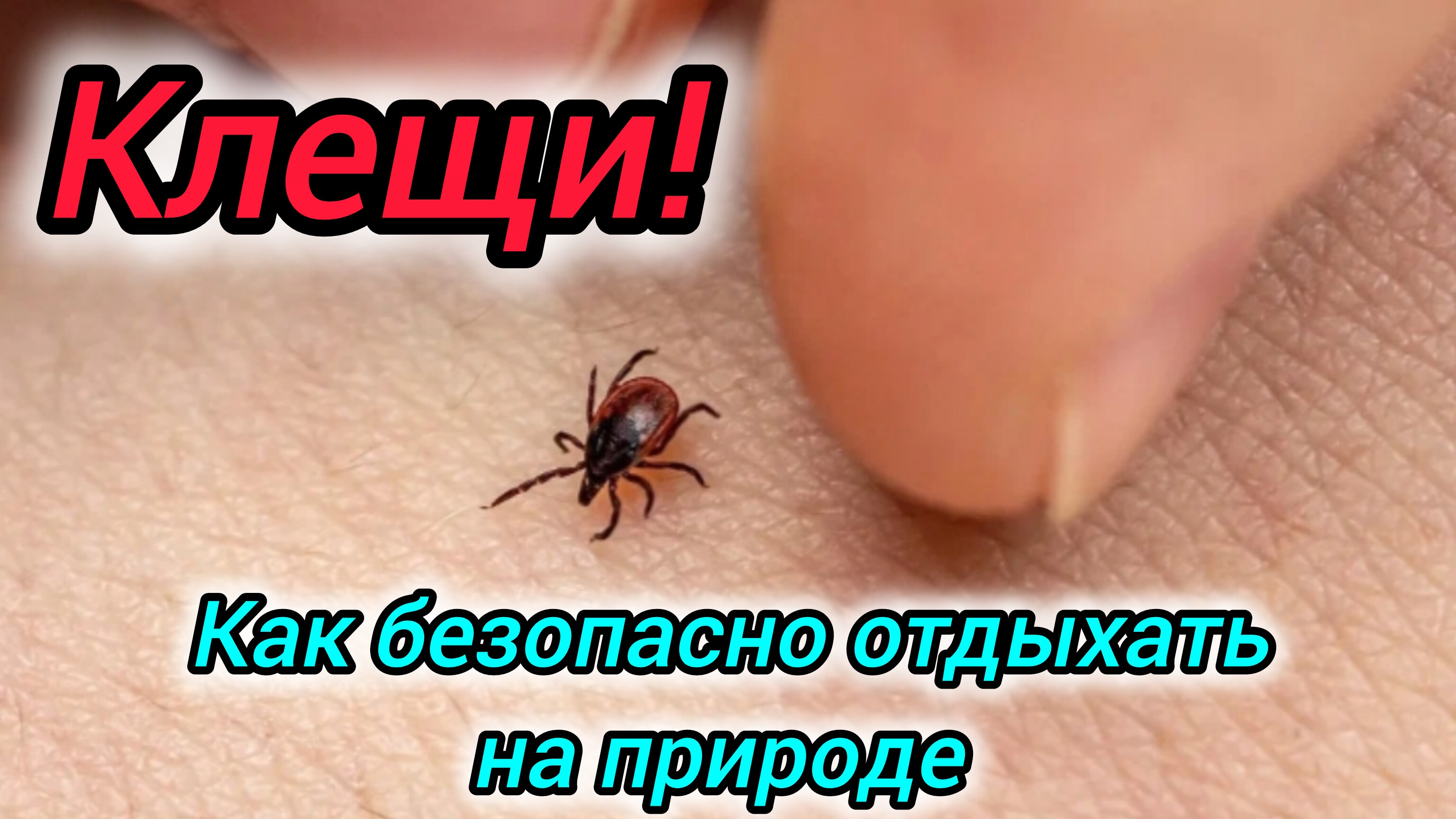 Осторожно, клещ! Как безопасно отдыхать на природе