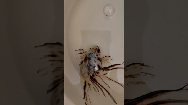 VID_20260425_091818.mp4