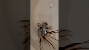 VID_20260425_091818.mp4