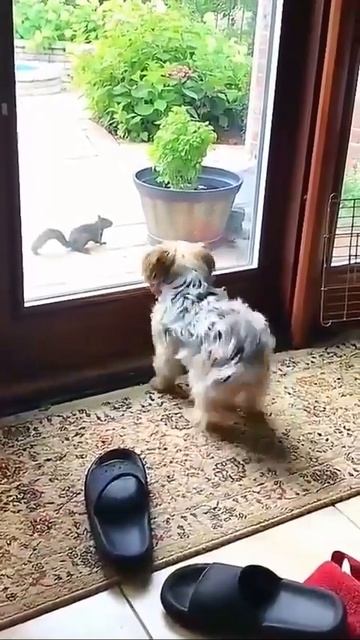 Порву как Тузик грелку!