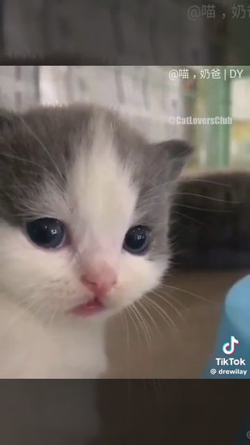 милый котик) #кот #Вилли #тикток