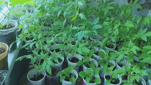 Солнечное утро начинается с вами / Ещё черенкую колеусы