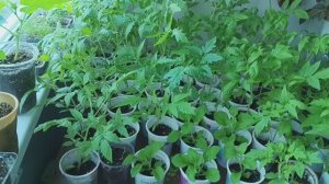 Солнечное утро начинается с вами / Ещё черенкую питунии