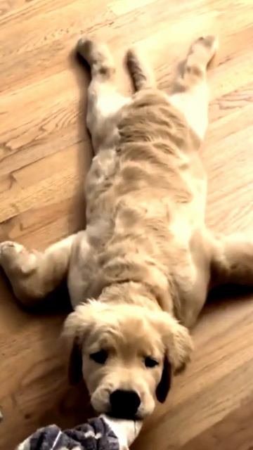 Заставка для видео Рыжий песик № 542