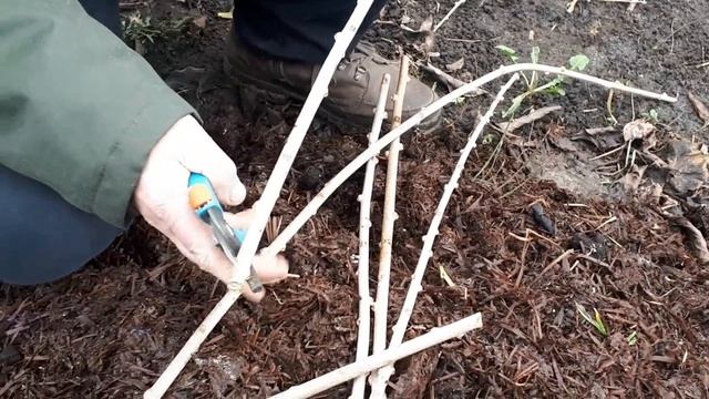 Актинидия аргута: размножение обрезка укрытие на зиму