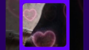 1000057039.mp4 (Собака наблюдает за устройством лестницы на 2-ой этаж в доме А-фрейм)