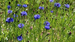 🌿Юрий Мареев Васильки (дворовая песня)
