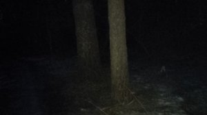 В лесу: птицы, Луна. Про экономику России - кто её контролирует и кто виноват? Хазин, Набиулина 🚻