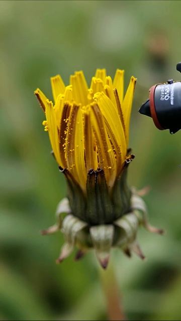 Цветение одуванчика: природа в деталях #природа #цветы