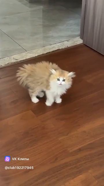 котенок в ужасе