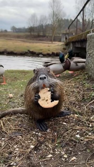 Уровень спокойствия- нутрия