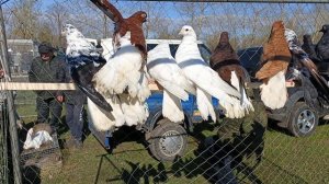 Ярмарка голубей в Поворино 25.04.2026 в двух частях. Часть первая.