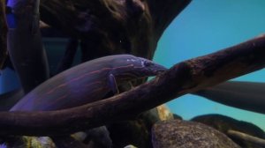 Мастацембелус краснополосый. Рыбки. Рыбы. Релакс по‑аквариумному. Москвариум 2026