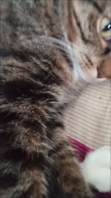 будни кошки