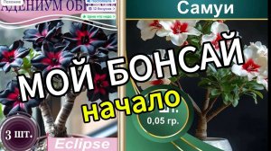 Мой Бонсай. Начало. (4К)
