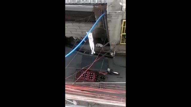 СМЕШНЫЕ КОТЫ!!!!
Подпишись Пж