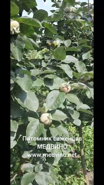 Айва Польская саженцы МЕДВИНО #shots #саженцы #питомник