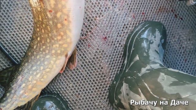 Рыбачим осенью. Ловим кореницы. Рыбалка на джиг