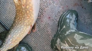 Рыбачим осенью. Ловим кореницы. Рыбалка на джиг