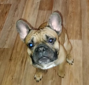 играю в FORTNITE