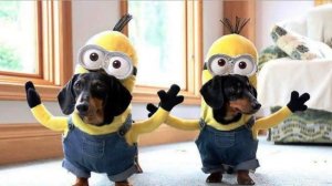 Необычная одежда для собак