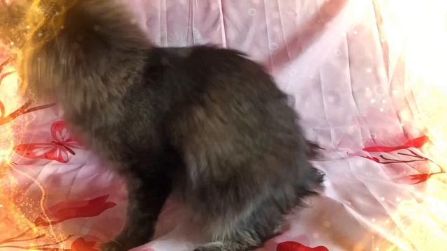 Багира шел Кун прайд 🐾🤗❤️🔥Выставка 🐾♥️🐈