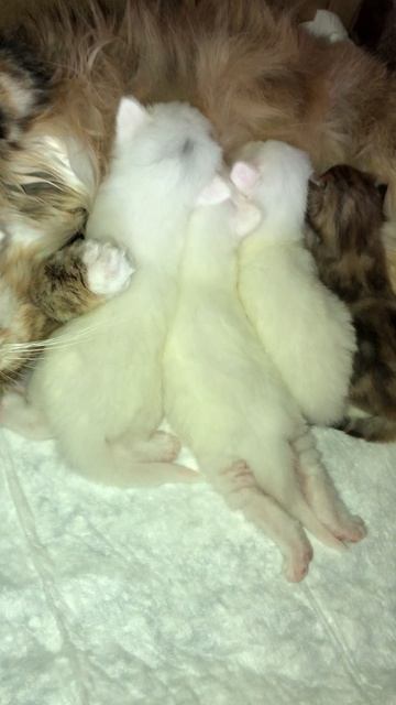 Сибирские котята. И покушать и подраться