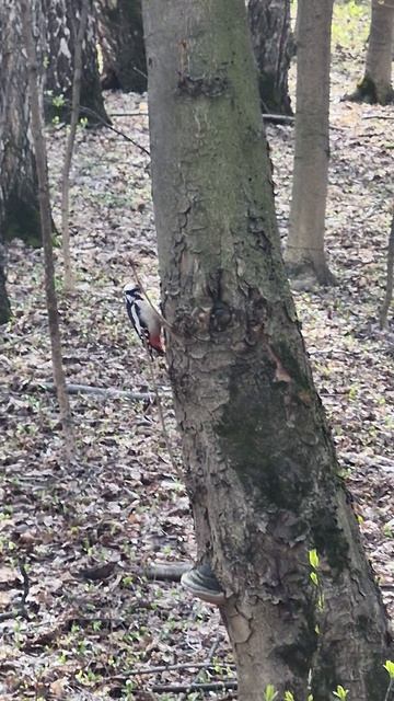 Дятел в парке Кусково