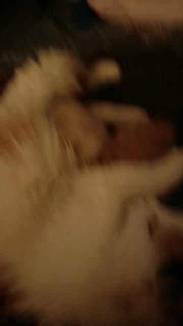 Родился котёнок.