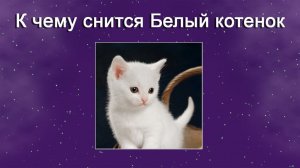 К чему снится Белый котенок - толкование сна