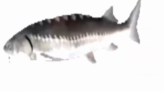 Сходка! (наконец-то...)