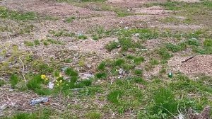 Кисловодский свинарник возле Каскадной лестницы! часть-2. 25.04.2026 год.