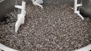 Как производится подсолнечное масло .