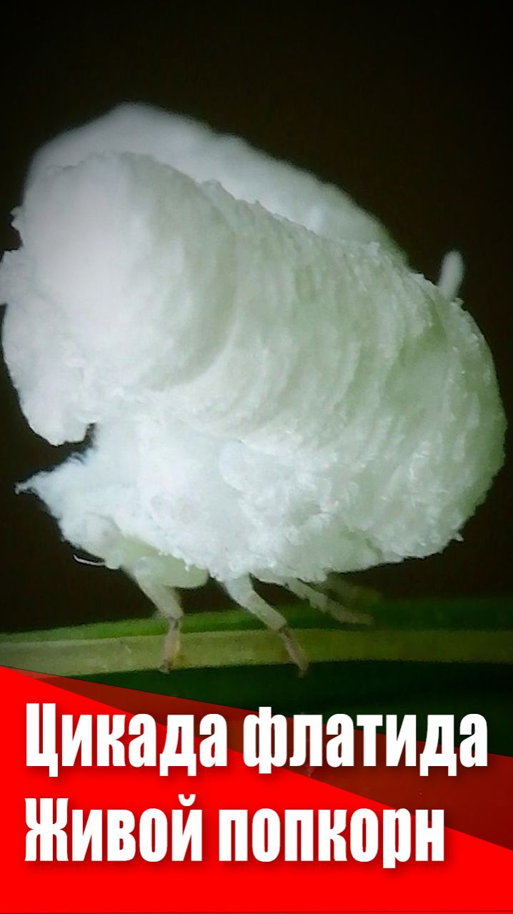 Личинка цикады флотиды. Живой кусочек попкорна