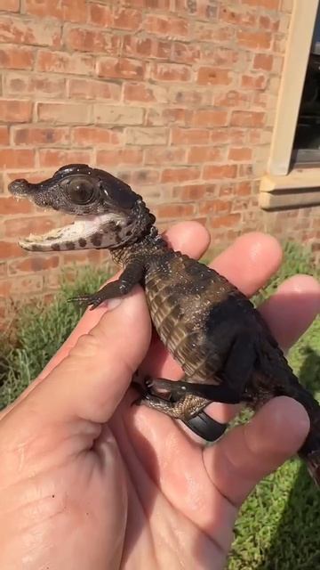 video_16231153076786.mp4