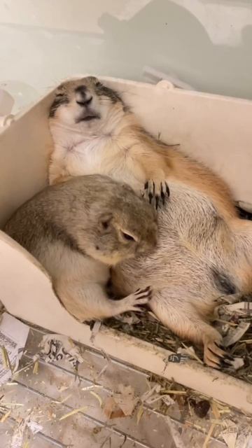 Video_2026-03-06_10-47-02