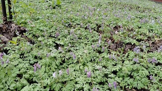 Черемша, хохлатки на московском газоне и дачные нарциссы 2026