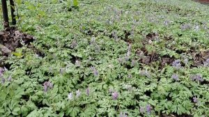 Черемша, хохлатки на московском газоне и дачные нарциссы 2026