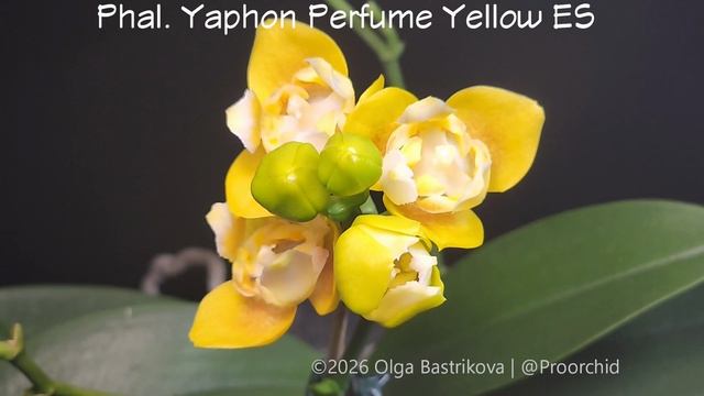 Phal. Yaphon Perfume Yellow ES TL