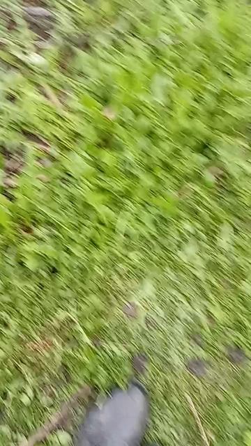 Лапы,крылья,хвост