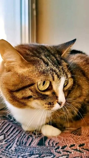 Раиска сама себе мурлычет: «Я не маменьку виню, а отцову шишечку...» 😼🎶