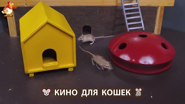 Видео для кошек про крысок развлекать питомцев 🐭🐀😂 (511)