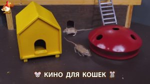 Видео для кошек про крысок развлекать питомцев 🐭🐀😂 (511)